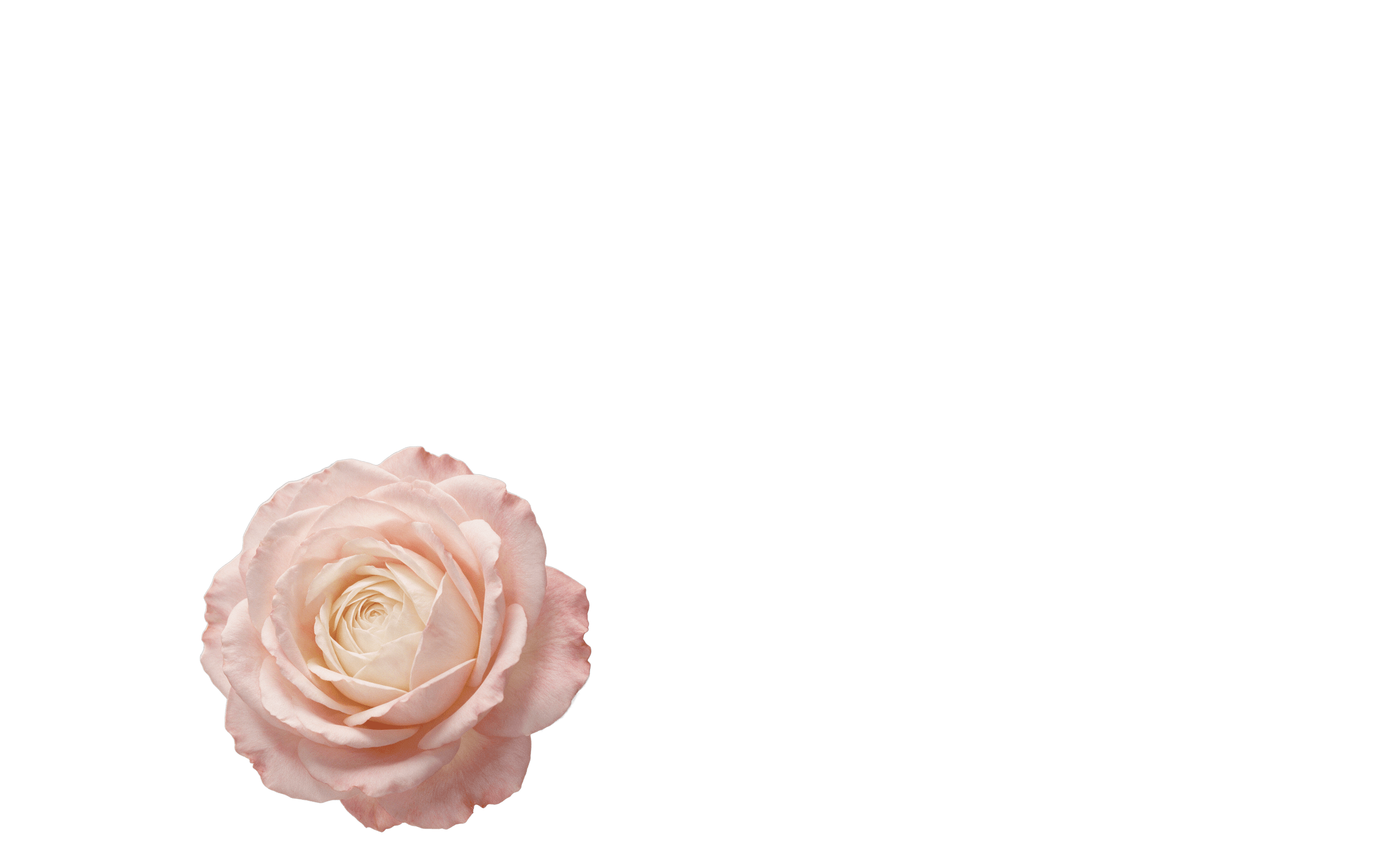 Une rose de mai en pleine floraison s'avance vers la main gantée.